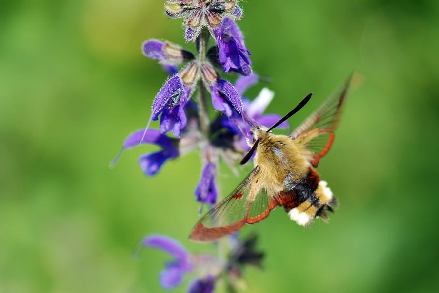 Gradito incontro, Hemaris fuciformis